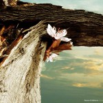 REXONA_TREE2 ‣ Маркетер