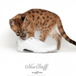 7 ‣ Маркетер